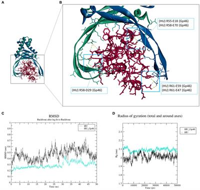 Bacteriophage SPO1 protein Gp46 suppresses functions of HU protein in Francisella tularensis