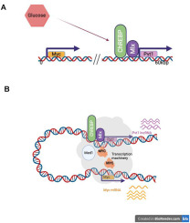 Transcriptional activation of the Myc gene by glucose in β-cells requires a ChREBP-dependent 3-D chromatin interaction between the Myc and Pvt1 genes