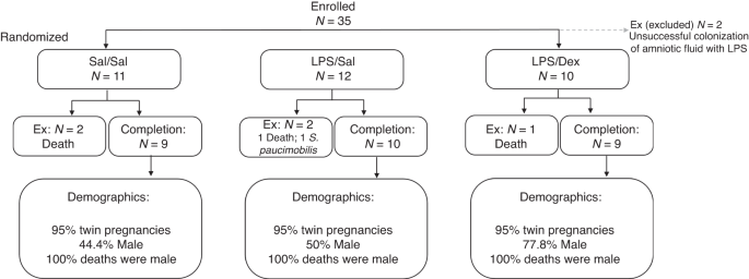 Postnatal steroids as lung protective and anti-inflammatory in preterm lambs exposed to antenatal inflammation