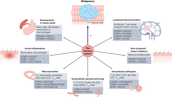 How chemokines organize the tumour microenvironment