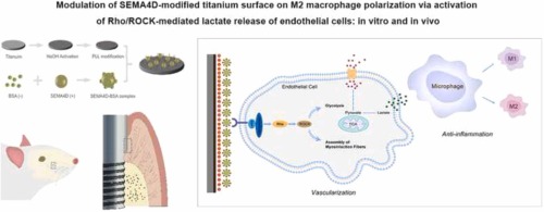 Modulation of SEMA4D-modified titanium surface on M2 macrophage polarization via activation of Rho/ROCK-mediated lactate release of endothelial cells: In vitro and in vivo