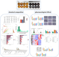 Comparative studies on the chemical composition and pharmacological effects of vinegar-processed antler glue modified from Lei Gong Pao Zhi Lun and traditional water-processed antler glue