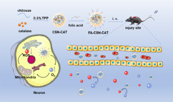 Folic acid-functionalized chitosan nanoparticles with bioenzyme activity for the treatment of spinal cord injury