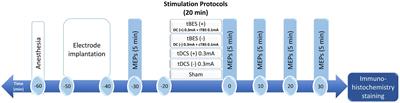Transcranial burst electrical stimulation contributes to neuromodulatory effects in the rat motor cortex