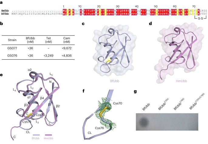 Bacteroides fragilis ubiquitin homologue drives intraspecies bacterial competition in the gut microbiome