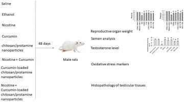 Curcumin-loaded chitosan-protamine nanoparticles: A promising approach to ameliorate nicotine-induced reproductive disorders in male rats