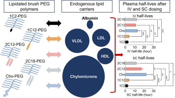 Functionalisation of brush polyethylene glycol polymers with specific lipids extends their elimination half-life through association with natural lipid trafficking pathways