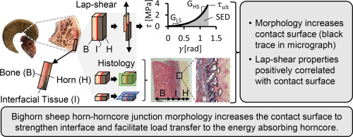 The morphology of the interfacial tissue between bighorn sheep horn and bony horncore increases contact surface to enhance strength and facilitate load transfer from the horn to the horncore