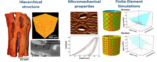 Cholla Cactus Wood (Cylindropuntia imbricata): Hierarchical Structure and Micromechanical Properties
