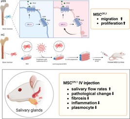 CFL1 restores the migratory capacity of bone marrow mesenchymal stem cells in primary Sjögren's syndrome by regulating CCR1 expression