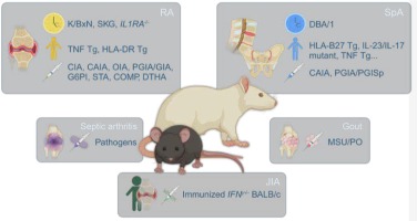 An update of murine models and their methodologies in immune-mediated joint damage and pain research