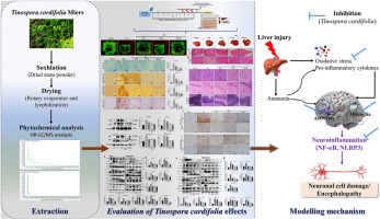 Protective effects of Tinospora cordifolia miers extract against hepatic and neurobehavioral deficits in thioacetamide-induced hepatic encephalopathy in rats via modulating hyperammonemia and glial cell activation