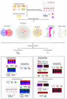 Danggui Shaoyao San protects cyclophosphamide-induced premature ovarian failure by inhibiting apoptosis and oxidative stress through the regulation of the SIRT1/p53 signaling pathway