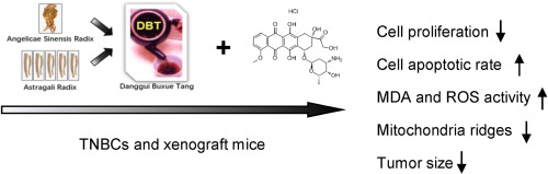 Danggui Buxue Tang improves therapeutic efficacy of doxorubicin in triple negative breast cancer via ferroptosis