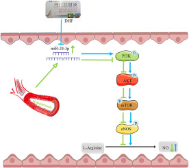 Danhong formula alleviates endothelial dysfunction and reduces blood pressure in hypertension by regulating MicroRNA 24 - Phosphatidylinositol 3-Kinase-Serine/Threonine Kinase- Endothelial Nitric Oxide Synthase axis