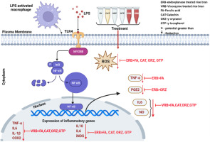 Enzyme-treated red rice (Oryza sativa L.) bran extracts mitigate inflammatory markers in RAW 264.7 macrophage cells and exhibit anti-inflammatory efficacy greater/comparable to ferulic acid, catechin, γ-tocopherol, and γ-oryzanol