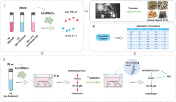 Xinfeng capsule inhibits lncRNA NONHSAT227927.1/TRAF2 to alleviate NF-κB-p65-induced immuno-inflammation in ankylosing spondylitis