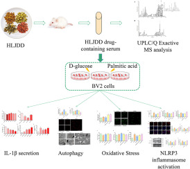 Huang-Lian-Jie-Du decoction drug-containing serum inhibits IL-1β secretion from D-glucose and PA induced BV2 cells via autophagy/NLRP3 signaling