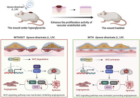 Gynura divaricata (L.) DC. promotes diabetic wound healing by activating Nrf2 signaling in diabetic rats