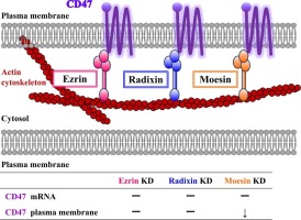 Moesin affects the plasma membrane expression and the immune checkpoint function of CD47 in human ovarian clear cell carcinoma