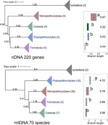 Strong mitonuclear discordance in the phylogeny of Neodermata and evolutionary rates of Polyopisthocotylea