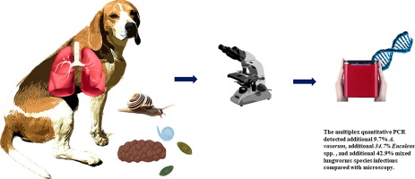 A Taq-Man-based multiplex quantitative PCR for the simultaneous detection and quantification of Angiostrongylus vasorum, Crenosoma vulpis, and species of respiratory capillarids in canids