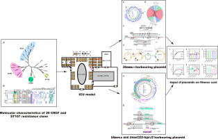 Emergence and plasmid cointegration-based evolution of NDM-1-producing ST107 Citrobacter freundii high-risk resistant clone in China
