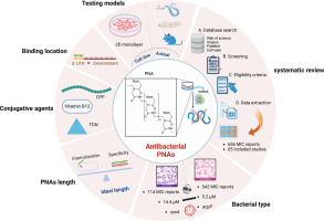 A systematic review of peptide nucleic acids (PNAs) with antibacterial activities: efficacy, potential and challenges