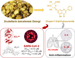 Chrysin 7-O-β-D-glucuronide, a dual inhibitor of SARS-CoV-2 3CLpro and PLpro, for the prevention and treatment of COVID-19