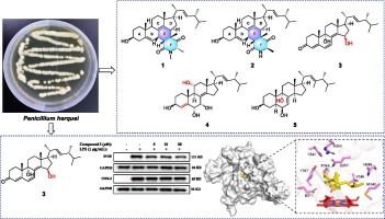 Penicimides A and B, two novel diels–alder [4 + 2] cycloaddition ergosteroids from Penicillium herquei
