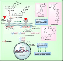 Targeting JAK2/STAT3 for the treatment of cancer: A review on recent advancements in molecular development using structural analysis and SAR investigations