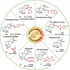 Biological activity and structural modification of isosteviol over the past 15 years