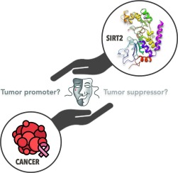 Selective inhibition of SIRT2: A disputable therapeutic approach in cancer therapy