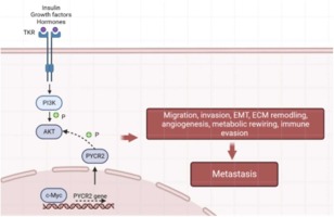PYCR2, induced by c-Myc, promotes the invasiveness and metastasis of breast cancer by activating AKT signalling pathway