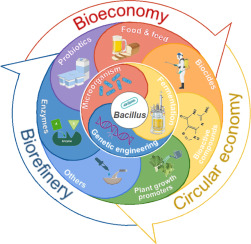 Bacillus genus industrial applications and innovation: First steps towards a circular bioeconomy