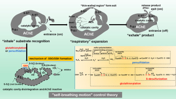 AChE activity self-breathing control mechanisms regulated by H2Sn and GSH: Persulfidation and glutathionylation on sulfhydryl after disulfide bonds cleavage