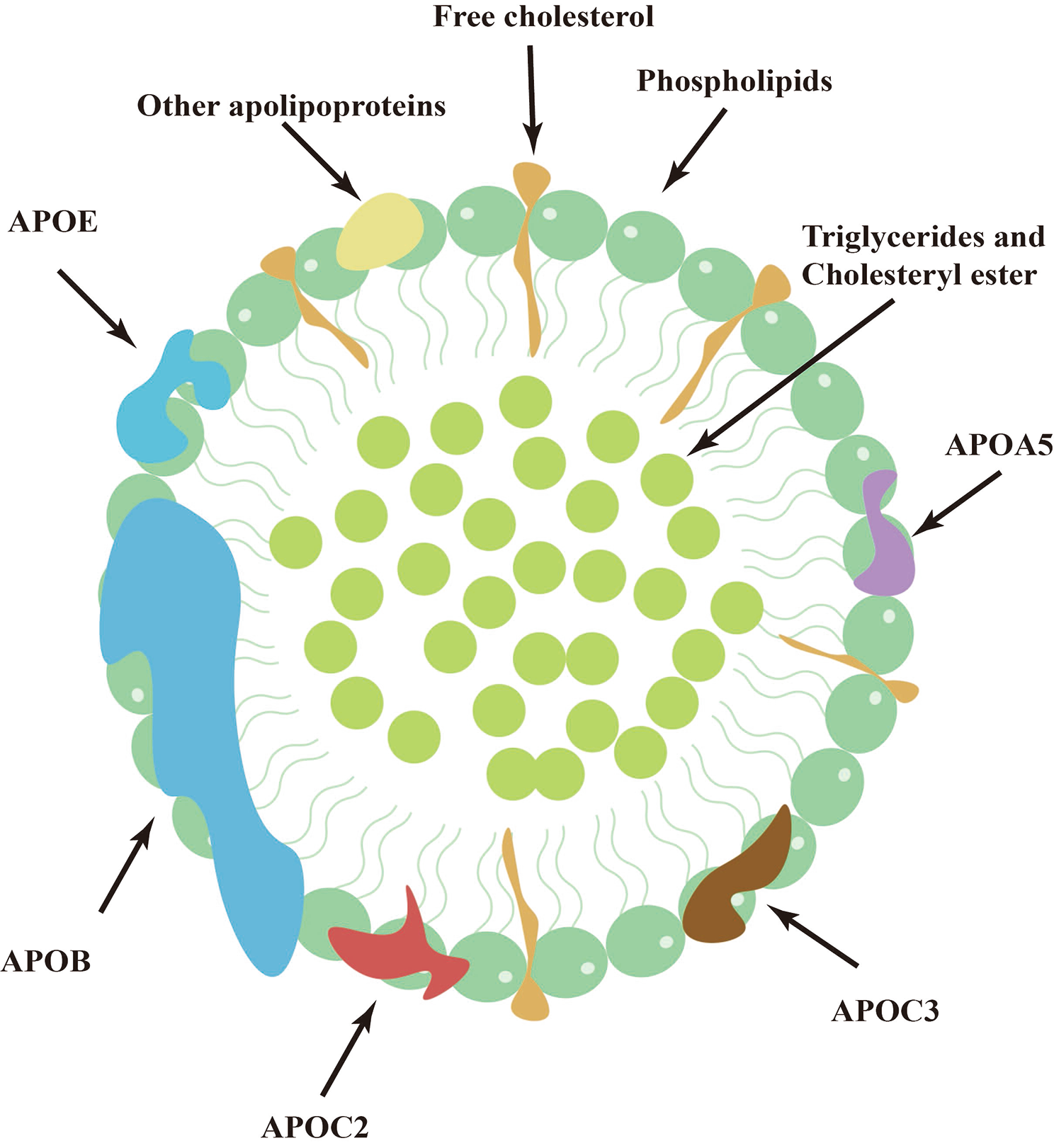 Unlocking the mysteries of VLDL: exploring its production, intracellular trafficking, and metabolism as therapeutic targets
