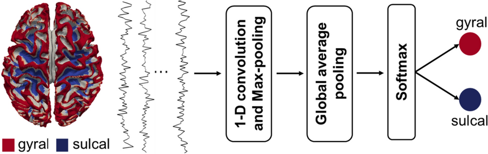 Frequency-specific functional difference between gyri and sulci in naturalistic paradigm fMRI
