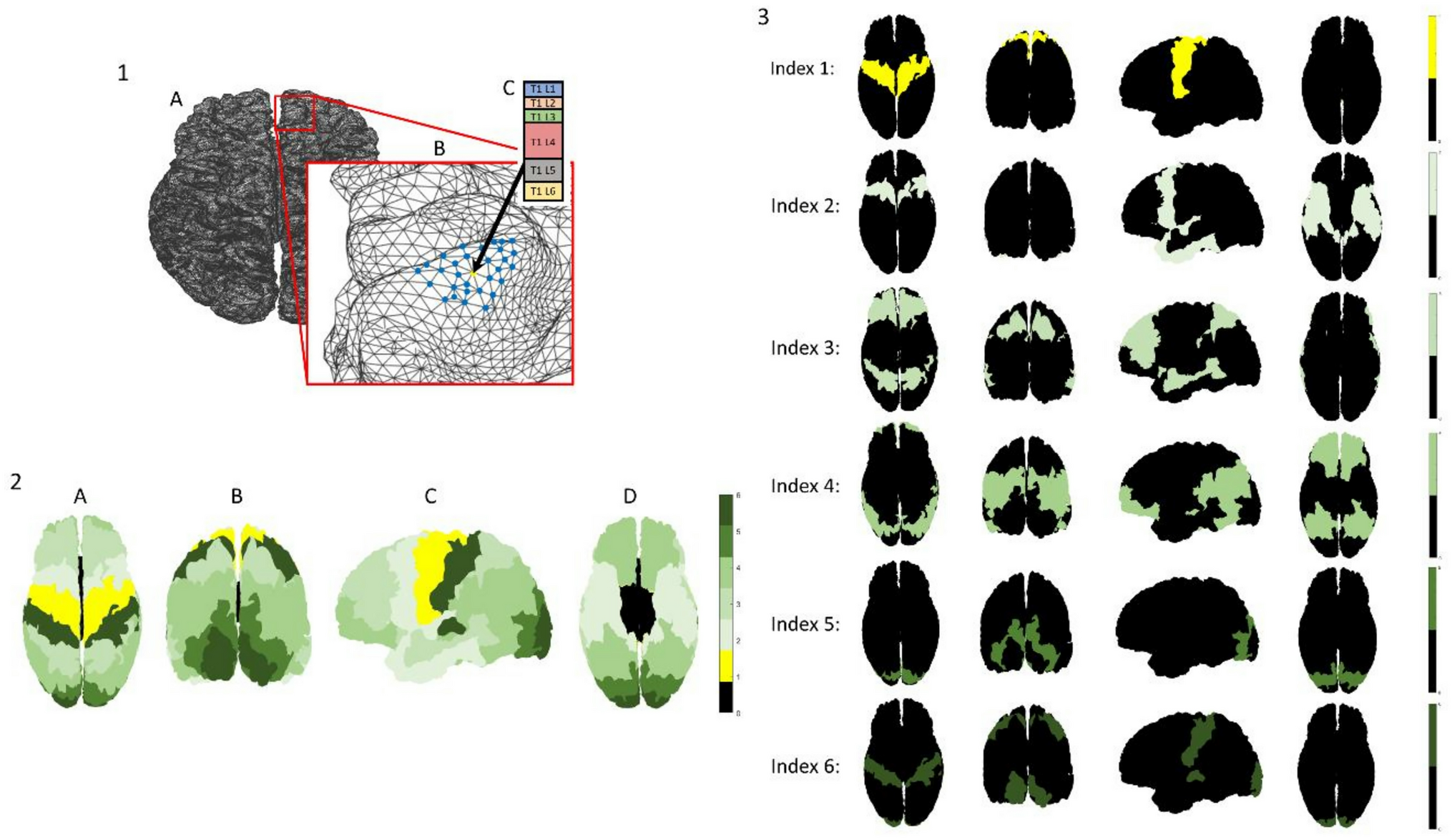 Clustering the cortical laminae: in vivo parcellation