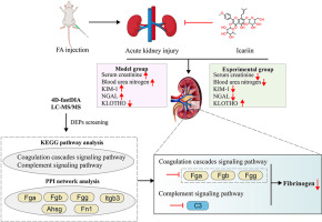 DIA proteomics analysis reveals the mechanism of folic acid-induced acute kidney injury and the effects of icariin