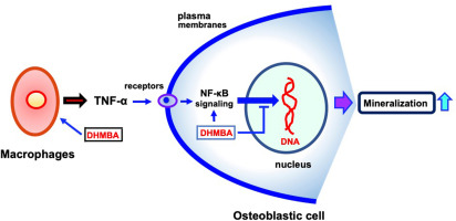 The marine factor 3,5-dihydroxy-4-methoxybenzyl alcohol prevents TNF-α-mediated impairment of mineralization in mouse osteoblastic MC3T3-E1 cells: Impact of macrophage activation