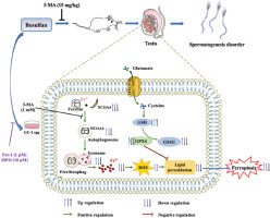 Ferritinophagy-mediated ferroptosis of spermatogonia is involved in busulfan-induced oligospermia in the mice