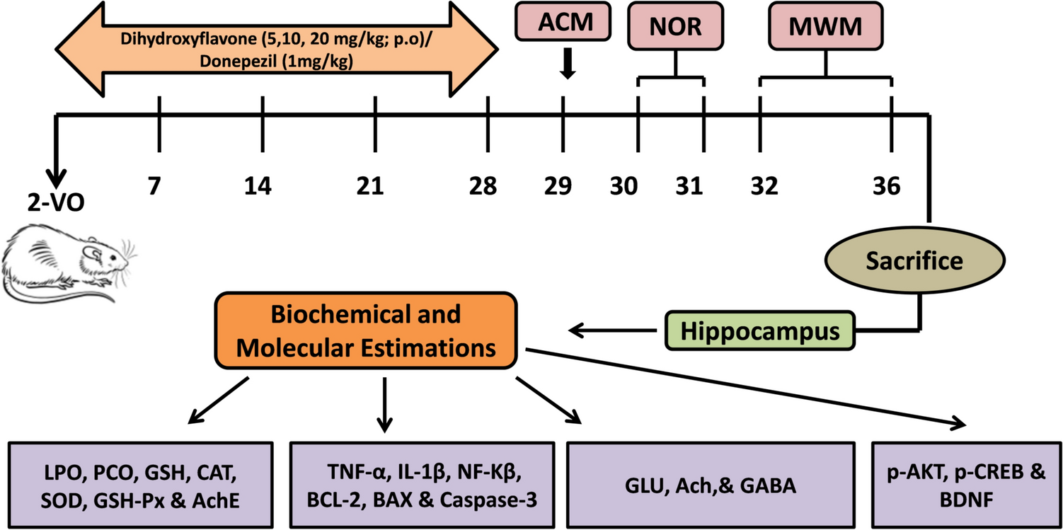 7, 8-dihydroxyflavone Ameliorates Cholinergic Dysfunction, Inflammation, Oxidative Stress, and Apoptosis in a Rat Model of Vascular Dementia