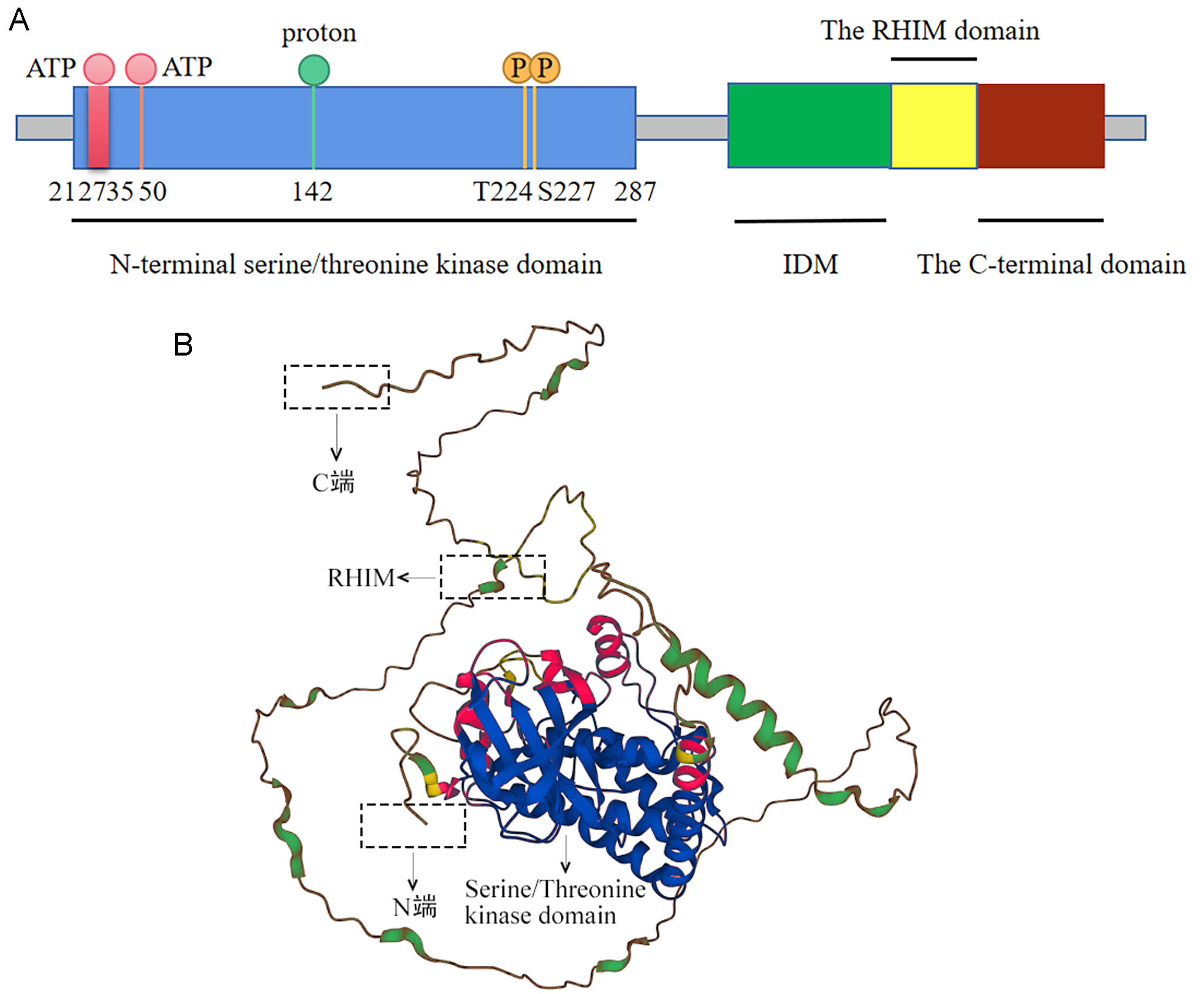 RIP3 in Necroptosis: Underlying Contributions to Traumatic Brain Injury