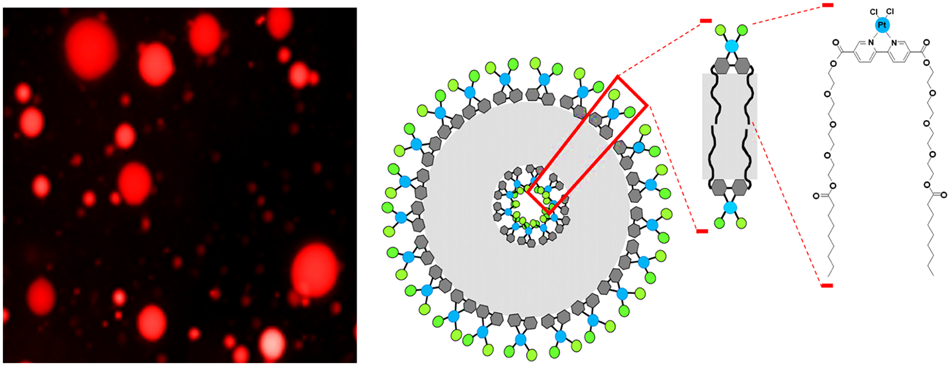 Self-assembled amphiphilic bipyridine and bisquinoline cisplatin analogues: synthesis and anticancer properties