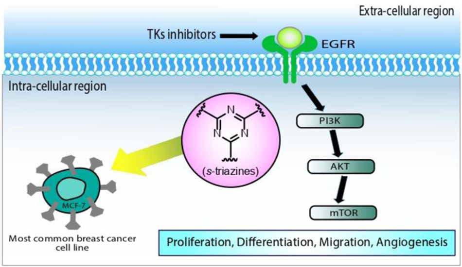 A concise review on anti-breast cancer effectiveness of s-triazines through EGFR kinase inhibition