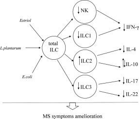 Estriol and commensal microflora strains regulate innate lymphoid cells functional activity in multiple sclerosis