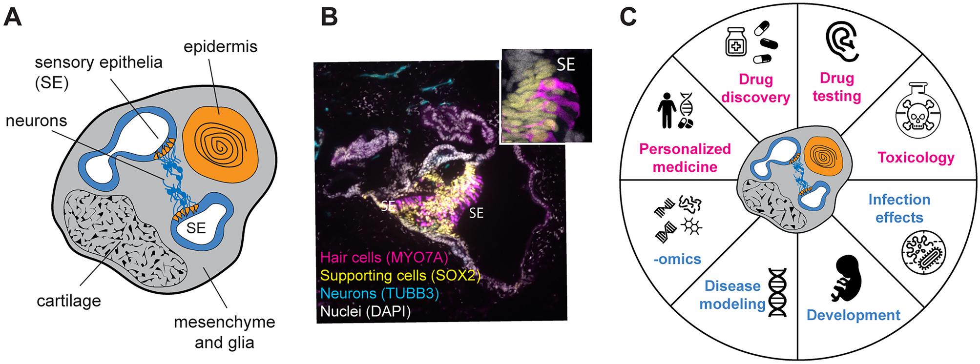 Inner Ear Organoids: Strengths and Limitations