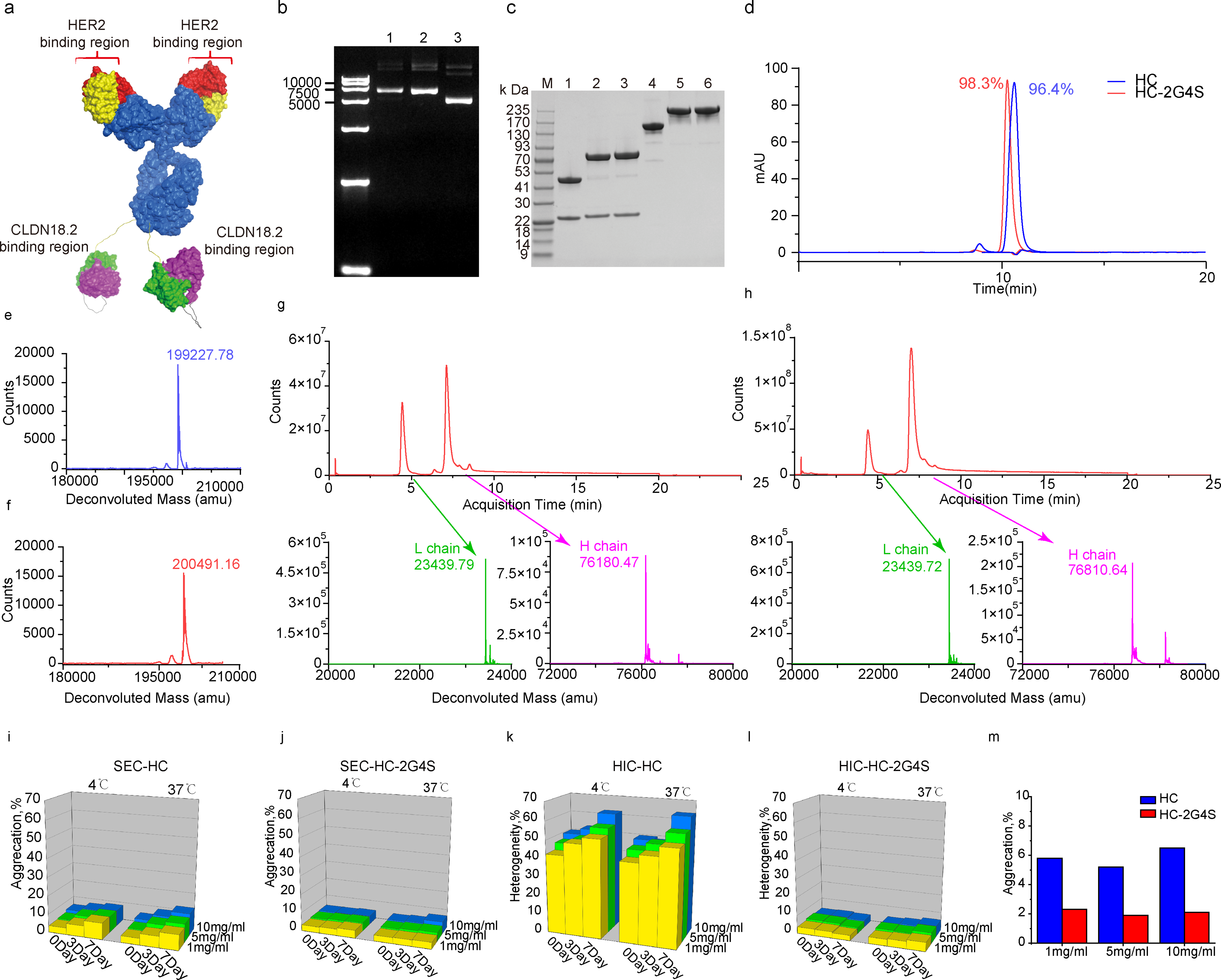 A bispecific antibody targeting HER2 and CLDN18.2 eliminates gastric cancer cells expressing dual antigens by enhancing the immune effector function