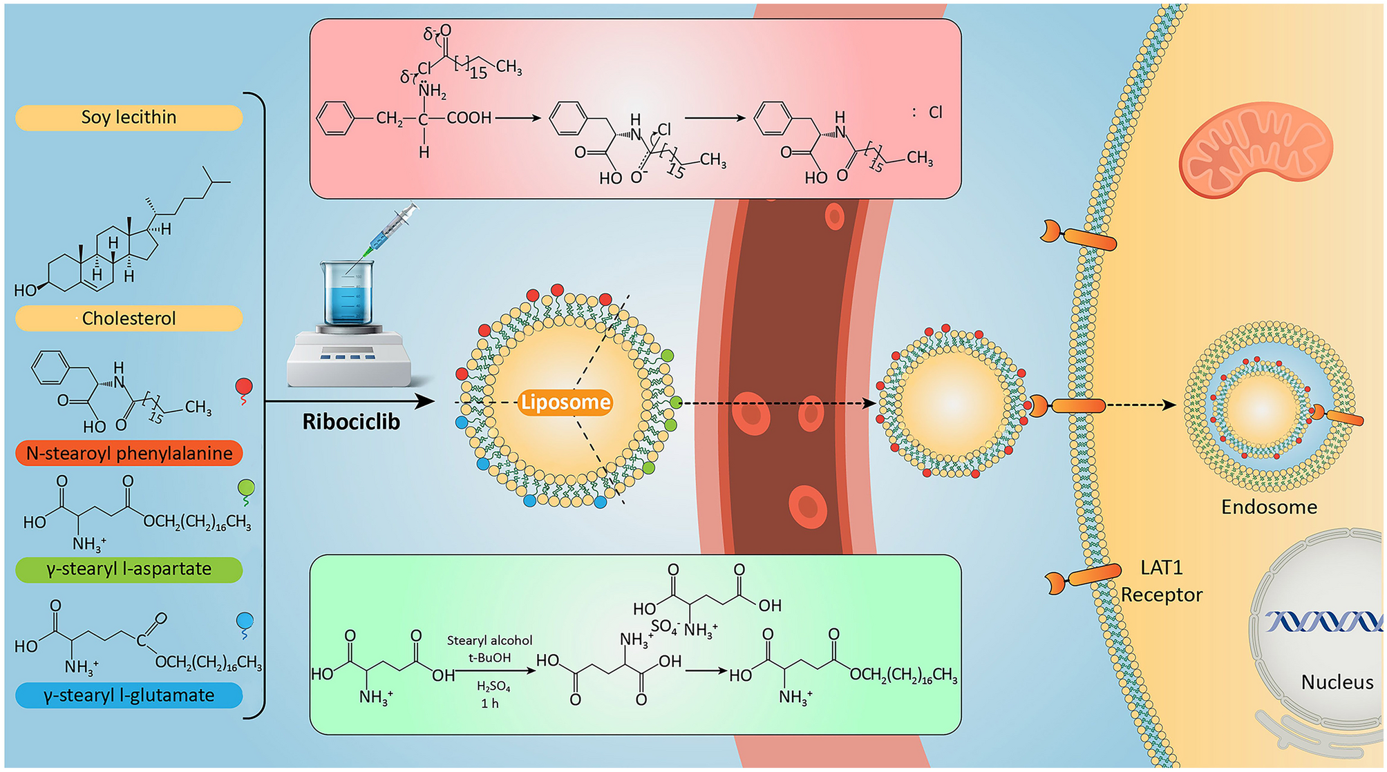 Targeted delivery of liposomal Ribociclib to SLC7A5 transporters in breast cancer cells